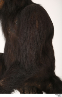 Chimpanzee Bonobo arm shoulder 0004.jpg